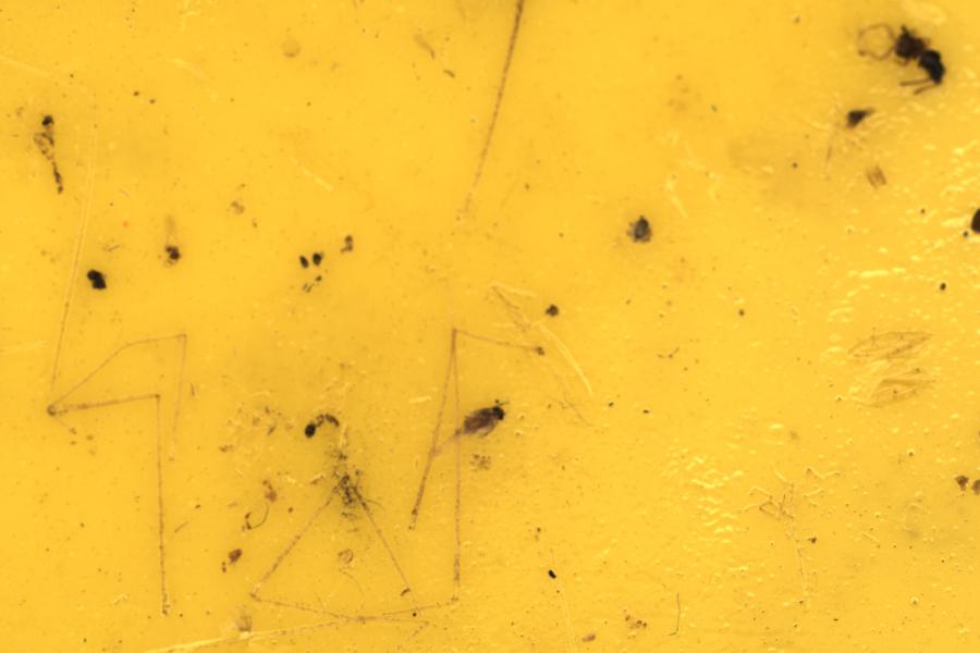 Image 21